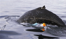 Entangled humpback whale